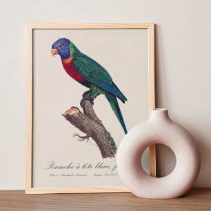 Rainbow lorikeet female, Trichoglossus moluccanus Photo Print