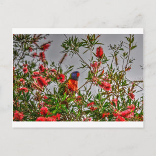 RAINBOW LORIKEET IN RURAL QUEENSLAND AUSTRALIA POSTCARD