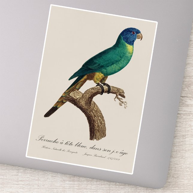 Rainbow lorikeet juvenile Trichoglossus moluccanus (Perruche a tete bleue / Rainbow lorikeet, juvenile. Sticker)