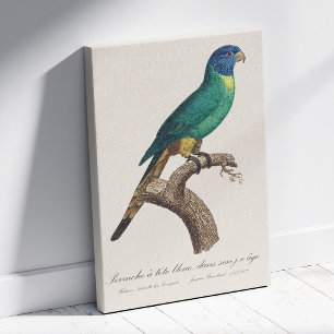 Rainbow lorikeet juvenile Trichoglossus moluccanus Canvas Print