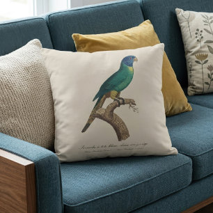 Rainbow lorikeet juvenile Trichoglossus moluccanus Cushion