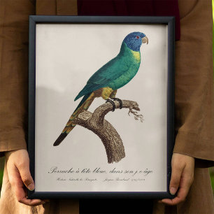 Rainbow lorikeet juvenile Trichoglossus moluccanus Photo Print