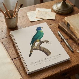 Rainbow lorikeet juvenile Trichoglossus moluccanus Planner