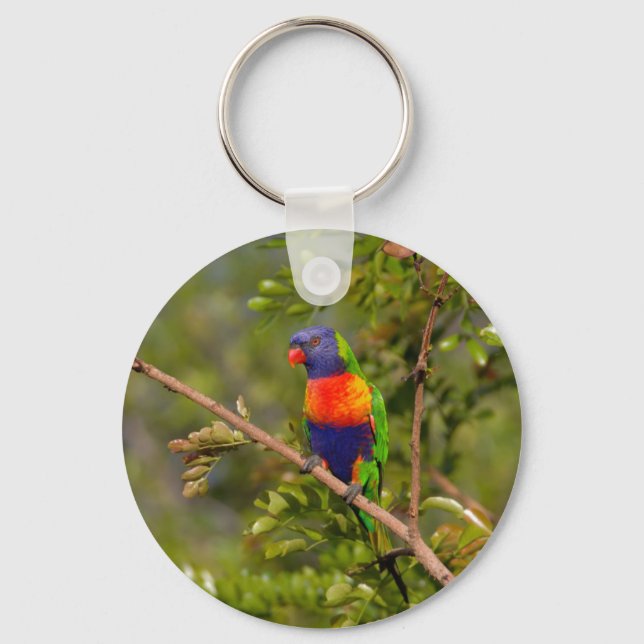 Rainbow lorikeet key ring (Front)
