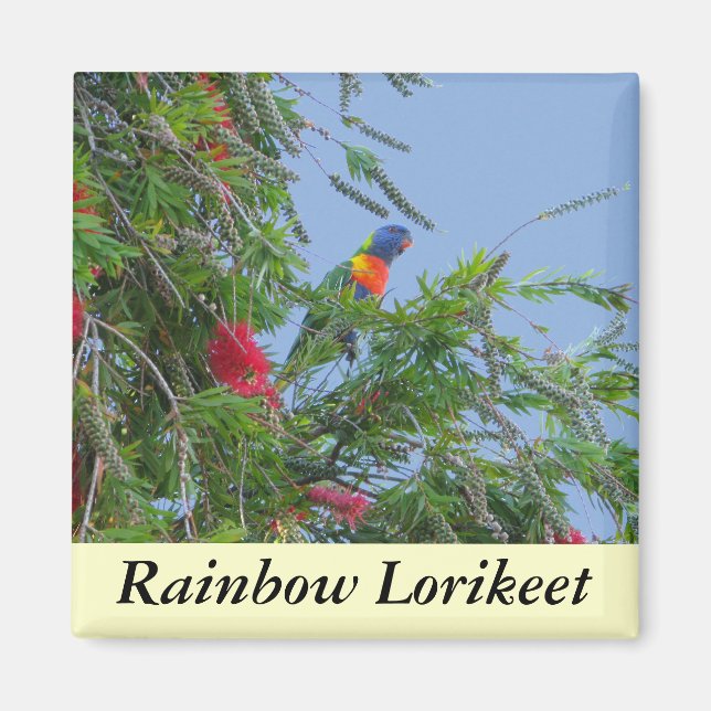 Rainbow Lorikeet Magnet (Front)