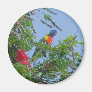 Rainbow Lorikeet Magnet