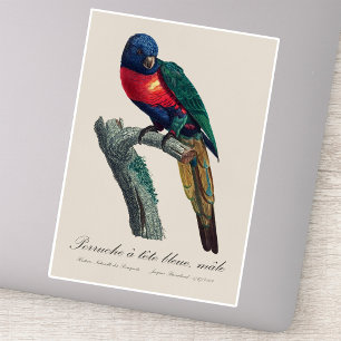 Rainbow Lorikeet Male, Trichoglossus Moluccanus