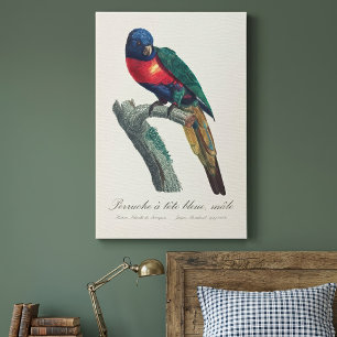 Rainbow Lorikeet Male, Trichoglossus Moluccanus Canvas Print