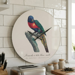 Rainbow Lorikeet Male, Trichoglossus Moluccanus Large Clock