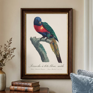 Rainbow Lorikeet Male, Trichoglossus Moluccanus Photo Print