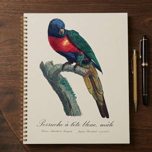 Rainbow Lorikeet Male, Trichoglossus Moluccanus Planner (Rainbow Lorikeet Male, Trichoglossus Moluccanus. Planner)