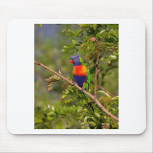 Rainbow lorikeet mouse mat