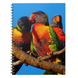 Rainbow Lorikeet notebook