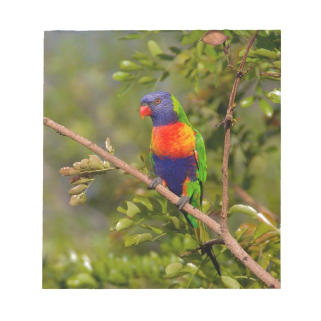 Rainbow lorikeet notepad (Front)