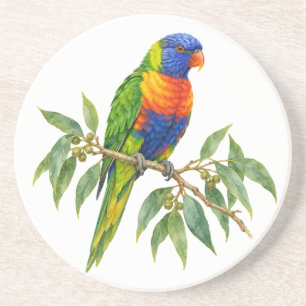 Rainbow Lorikeet on Eucalyptus Branch Coaster