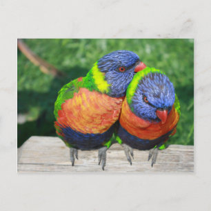 Rainbow Lorikeet parrots couple Postcard