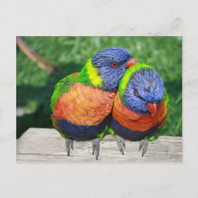 Rainbow Lorikeet parrots couple Postcard (Front)