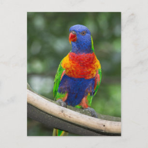 Rainbow Lorikeet Portrait Postcard