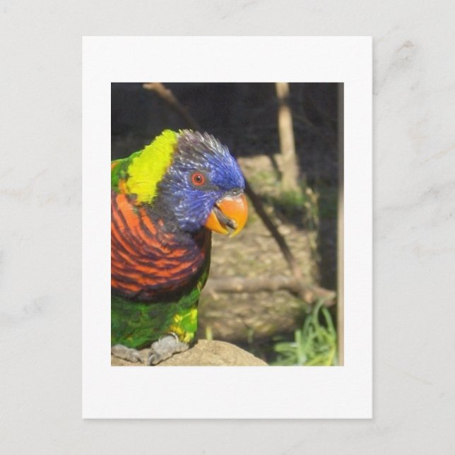 Rainbow Lorikeet Postcard (Front)