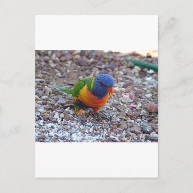 Rainbow Lorikeet Postcard (Front)