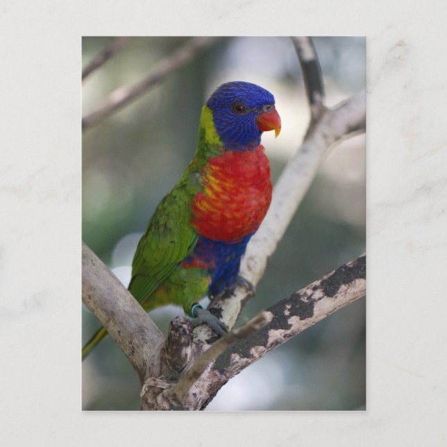 Rainbow Lorikeet Postcard (Front)