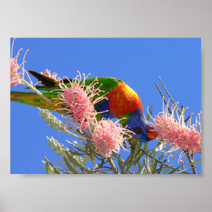 Rainbow Lorikeet Poster