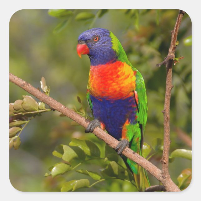 Rainbow lorikeet square sticker (Front)