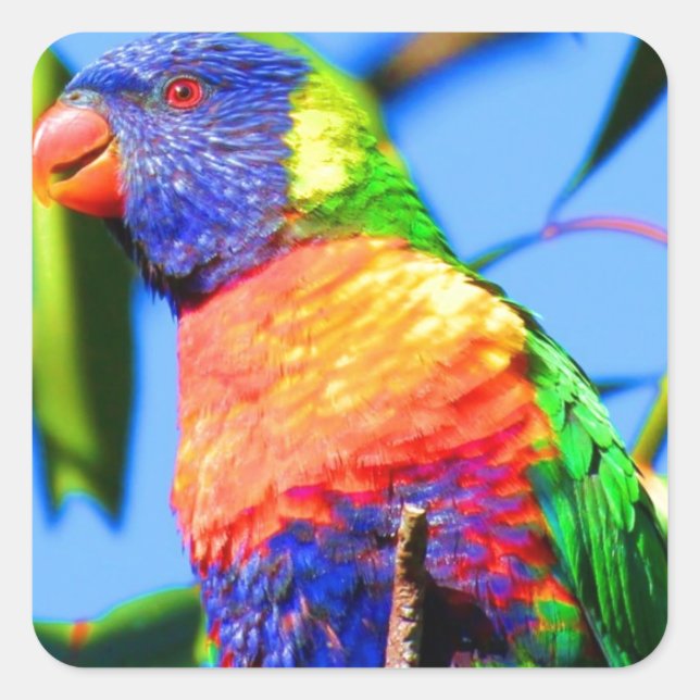 rainbow lorikeet square sticker (Front)