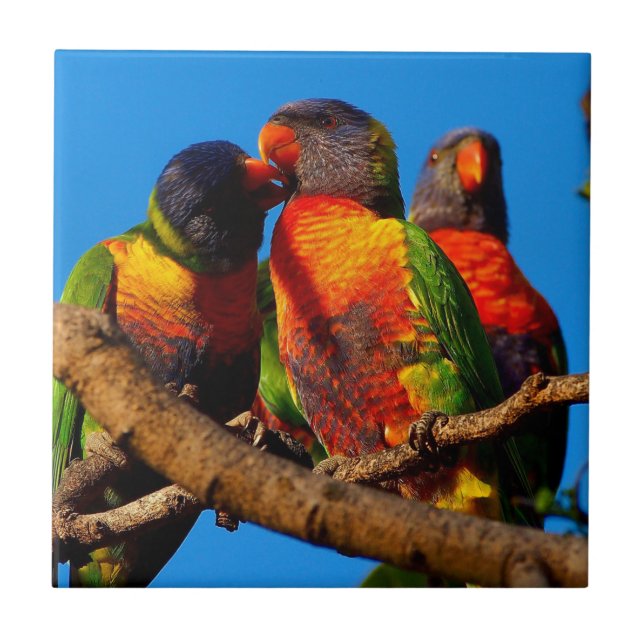 Rainbow Lorikeet square tile (Front)