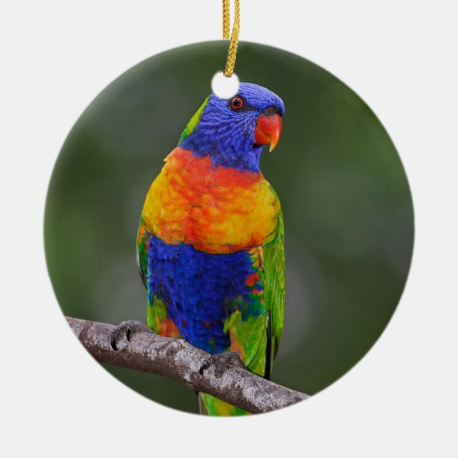 Rainbow Lorikeet Trichoglossus Haematodus Parrot Ceramic Tree Decoration (Front)