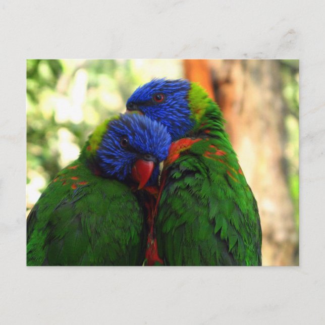 Rainbow Lorikeets in Love Photo Postcard (Front)