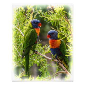 Rainbow Lorikeets Photo Print