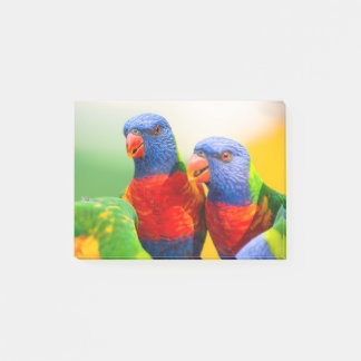 Rainbow lorikeets post-it notes