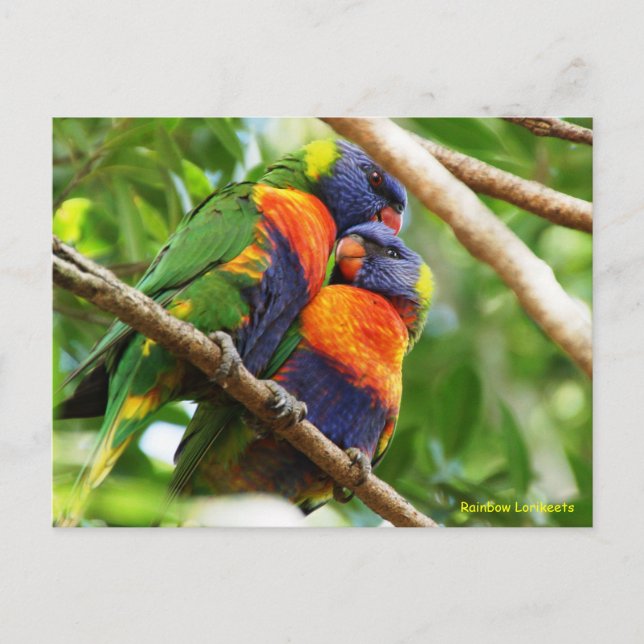 Rainbow Lorikeets Postcard (Front)
