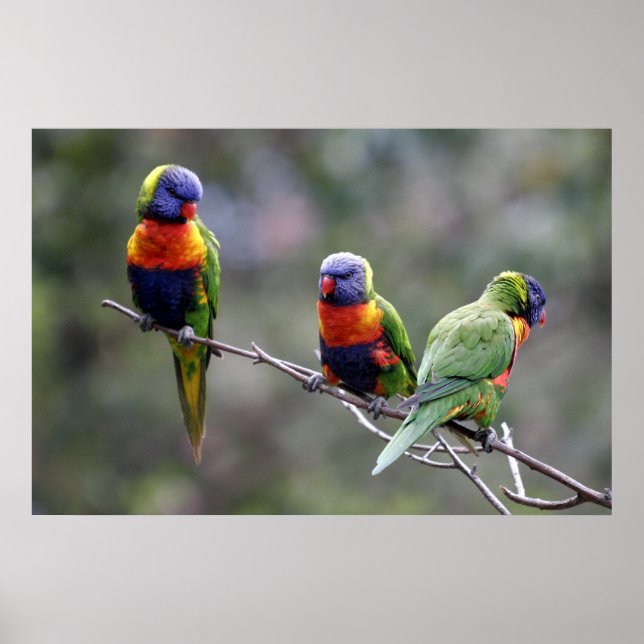Rainbow Lorikeets Poster (Front)