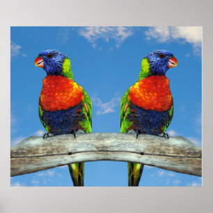 Rainbow lorikeets two perched on a branch poster