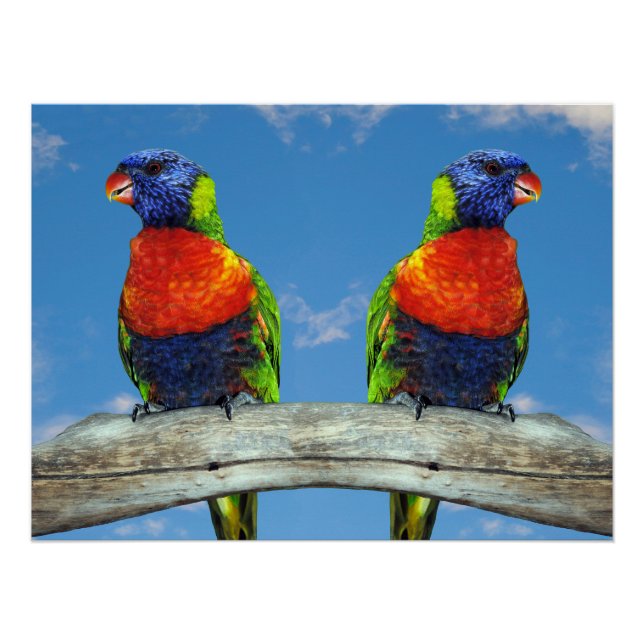Rainbow lorikeets two perched on a branch poster (Front)