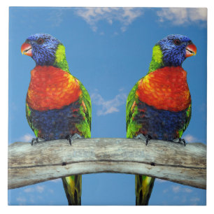 Rainbow lorikeets two perched on a branch tile