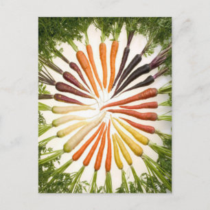 Rainbow Multicolored Carrots Postcard