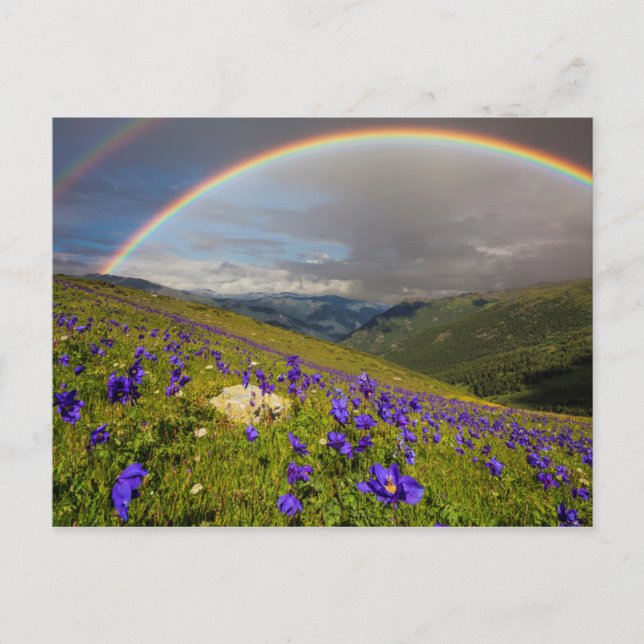 Rainbow Over A Flowering Meadow Postcard (Front)
