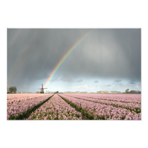 Rainbow over hyacinths and a windmill in Holland Photo Print