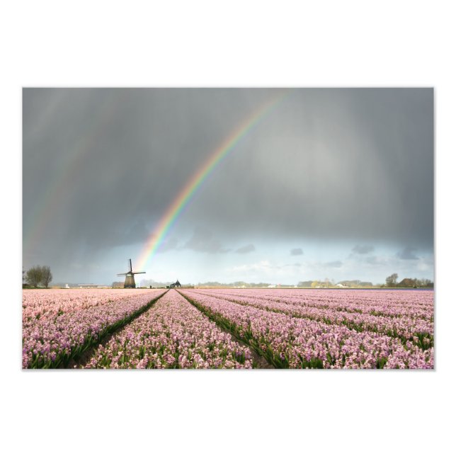 Rainbow over hyacinths and a windmill in Holland Photo Print (Front)