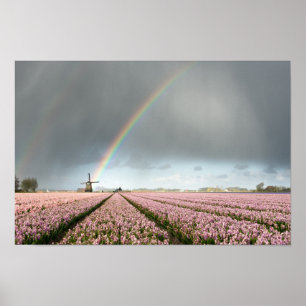 Rainbow over hyacinths and a windmill in Holland Poster