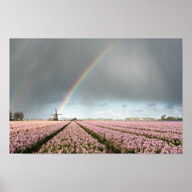 Rainbow over hyacinths and a windmill in Holland Poster (Front)