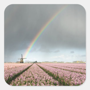 Rainbow over hyacinths and a windmill in Holland Square Sticker