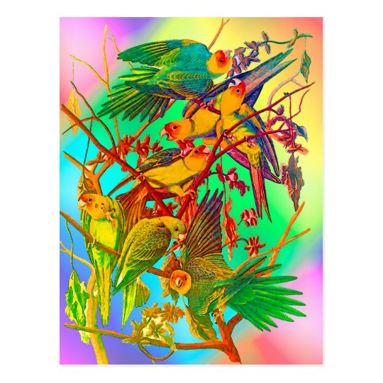 Rainbow Parrot Parade Postcard