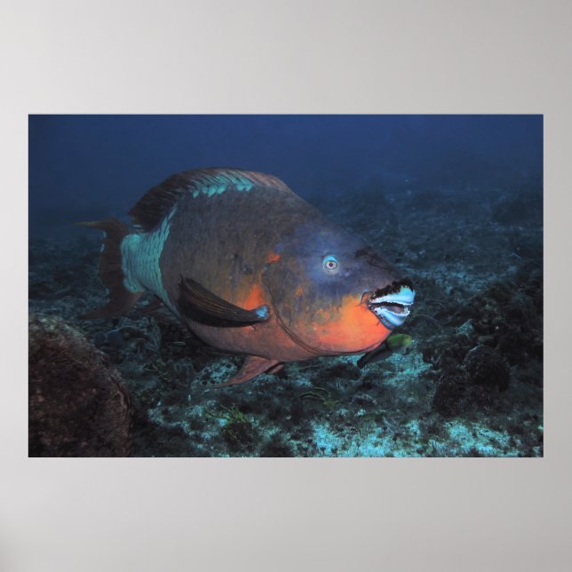 Rainbow Parrotfish Poster (Front)