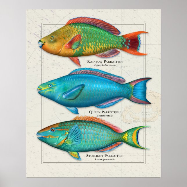 Rainbow, Queen, and Stoplight Parrotfish Poster (Front)