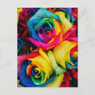 Rainbow Roses Postcard