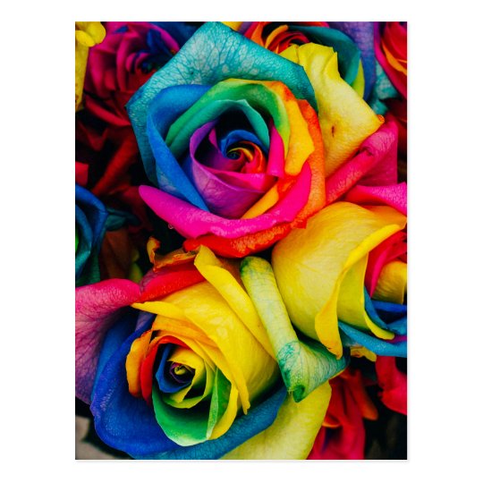 Rainbow Roses Postcard